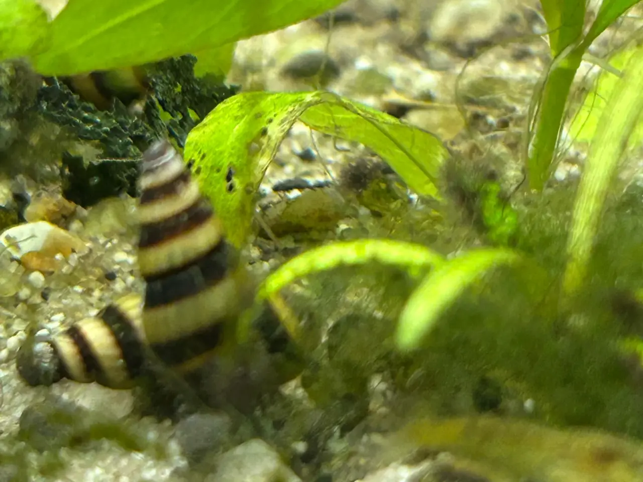 Billede 11 - 🐌 Helena snegle – mod uønskede snegle 5 stk 30 kr