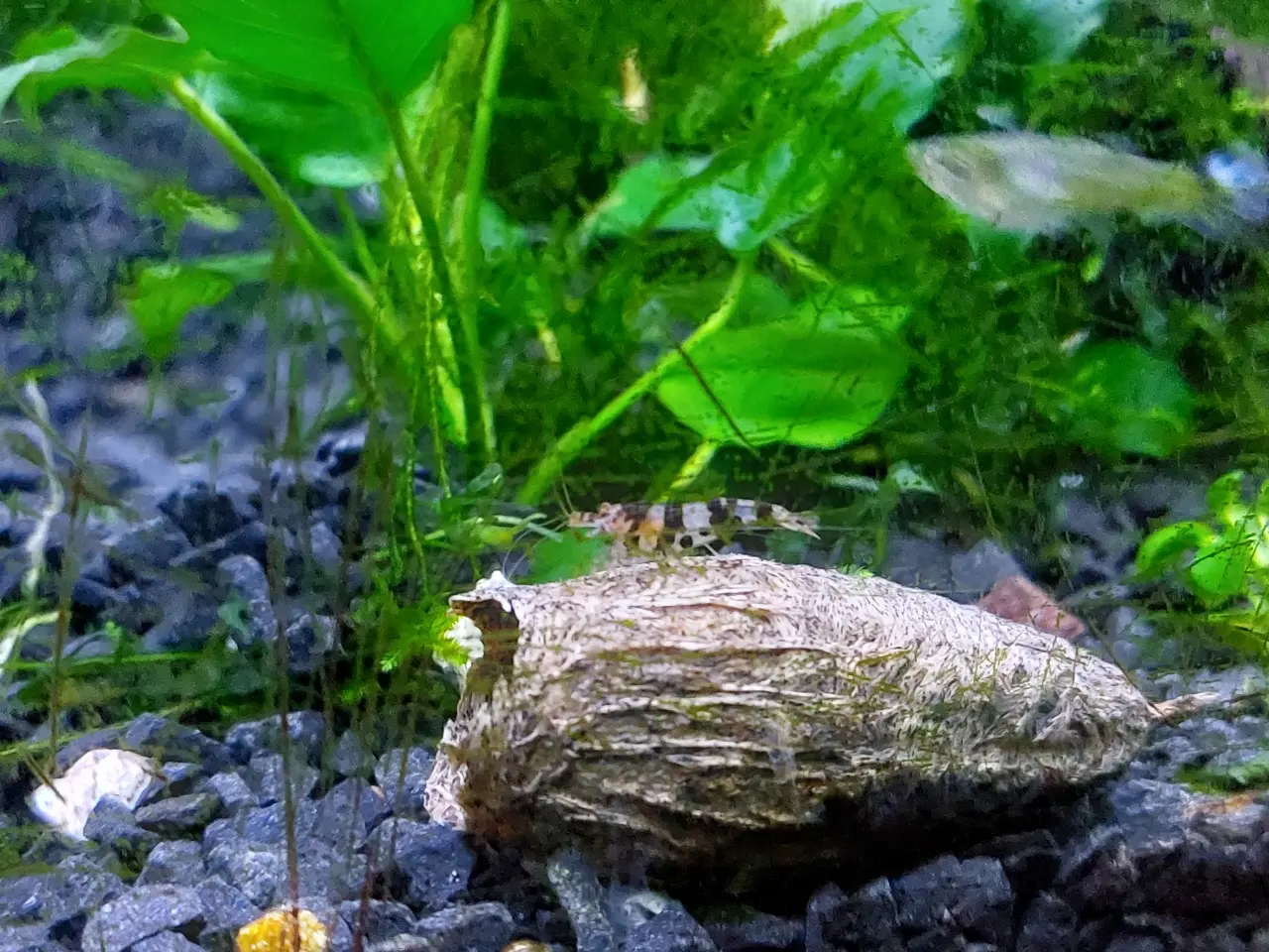 Billede 1 - Racoon tiger rejer caridina