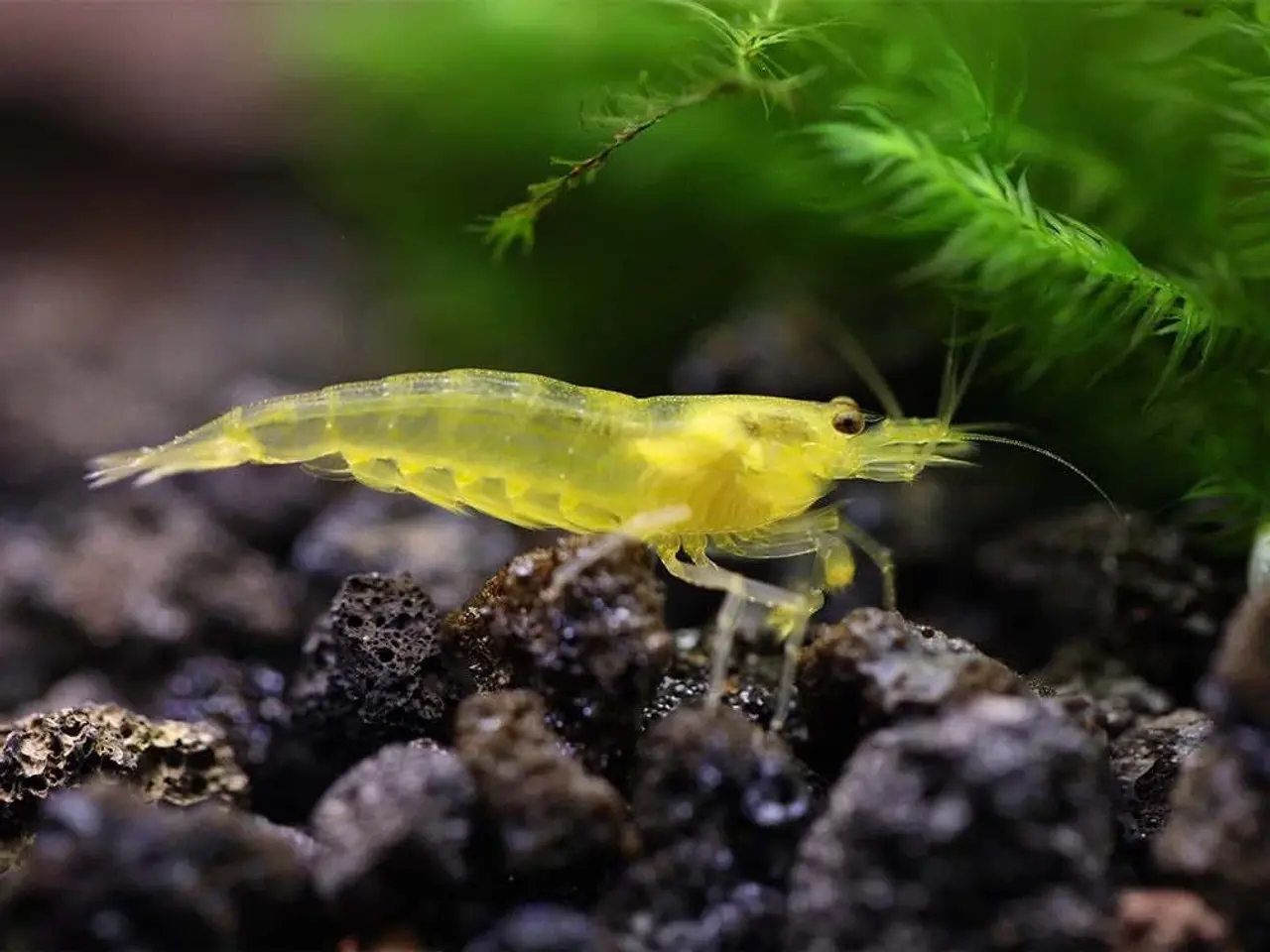 Billede 3 - Neocaridina rejer (vildtfarvet)