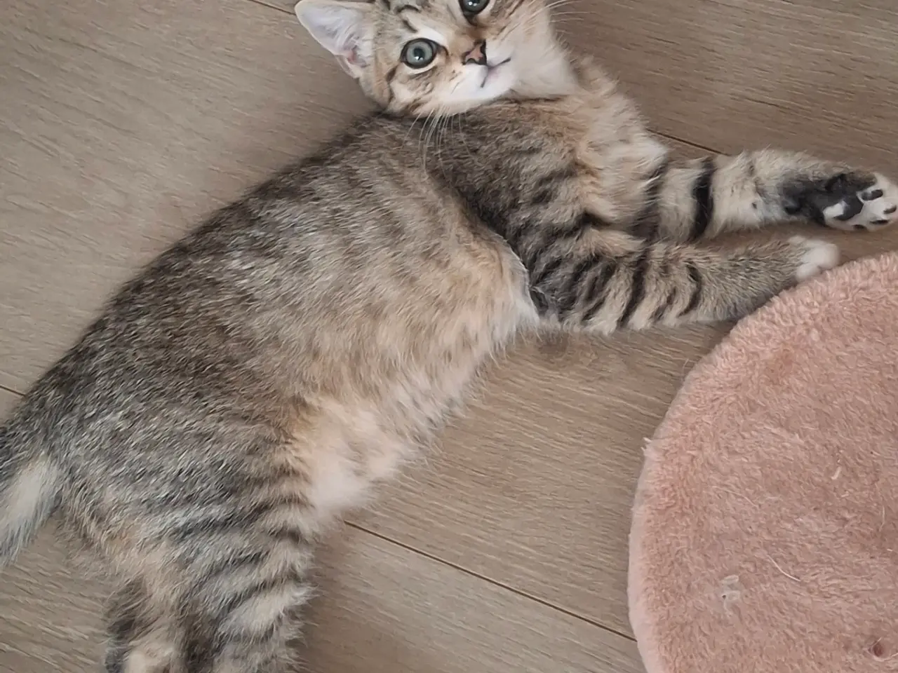 Billede 5 - British Shorthair 