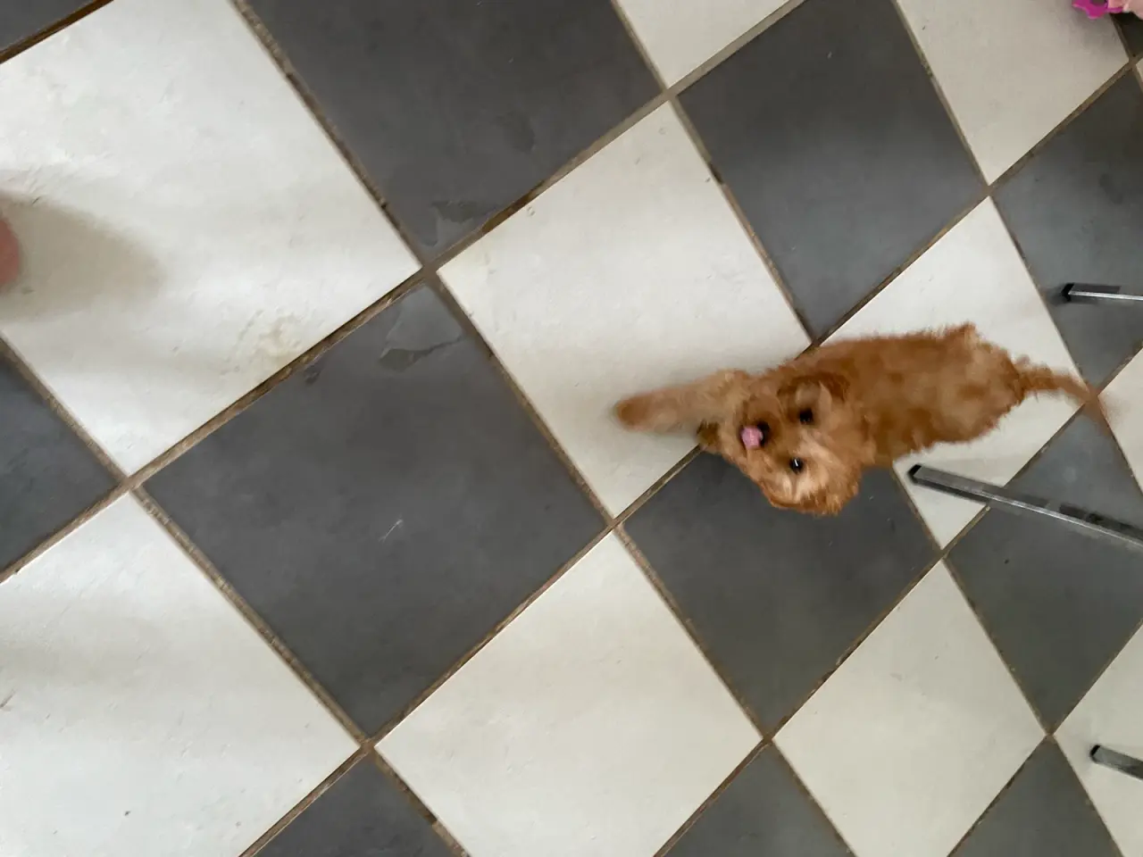 Billede 11 - 2 skønne cavapoo fb1 damer…