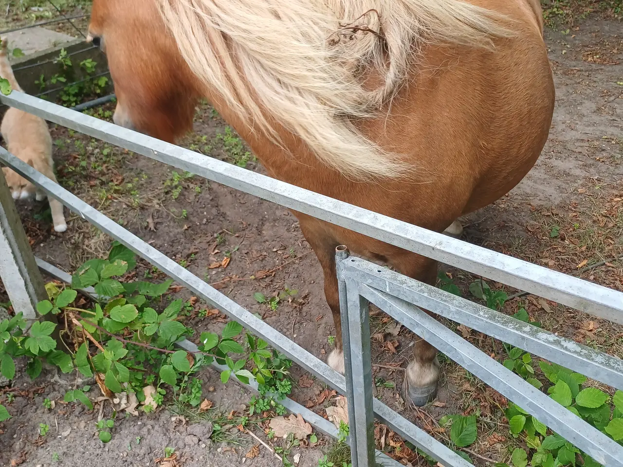 Billede 4 - Pony hoppe evt bytte med atv