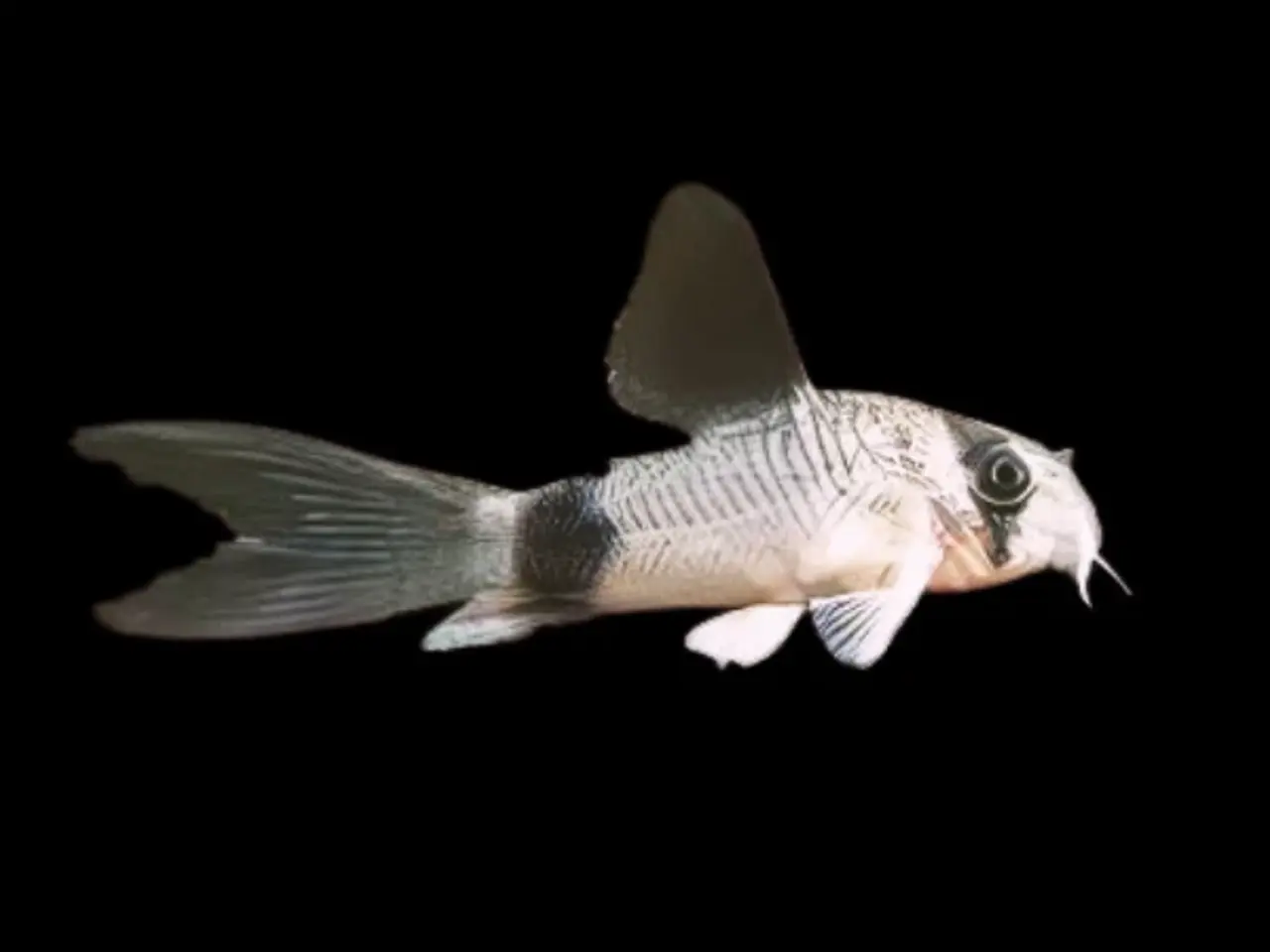 Billede 1 - Flotte longfin panda pansemaller 