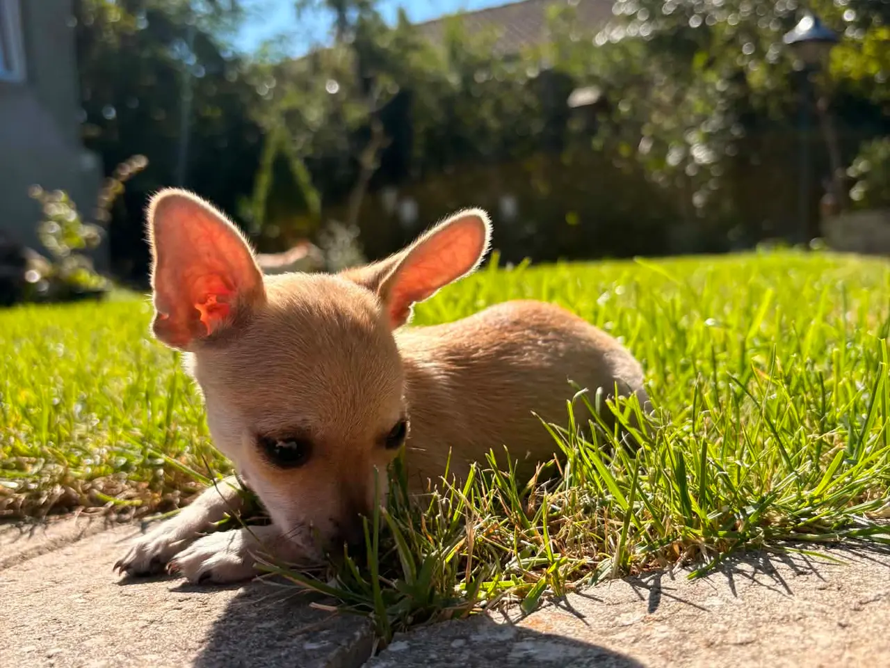 Billede 2 - Chihuahua-hvalpe