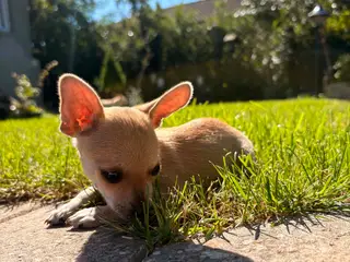 Chihuahua-hvalpe - 2