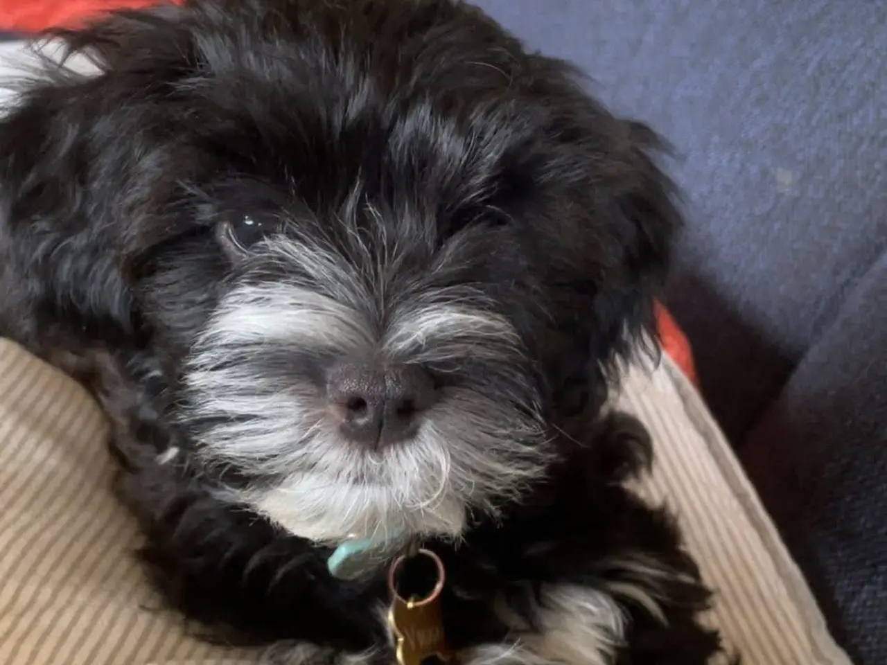 Billede 4 - Fantastiske Bichon Havanais.