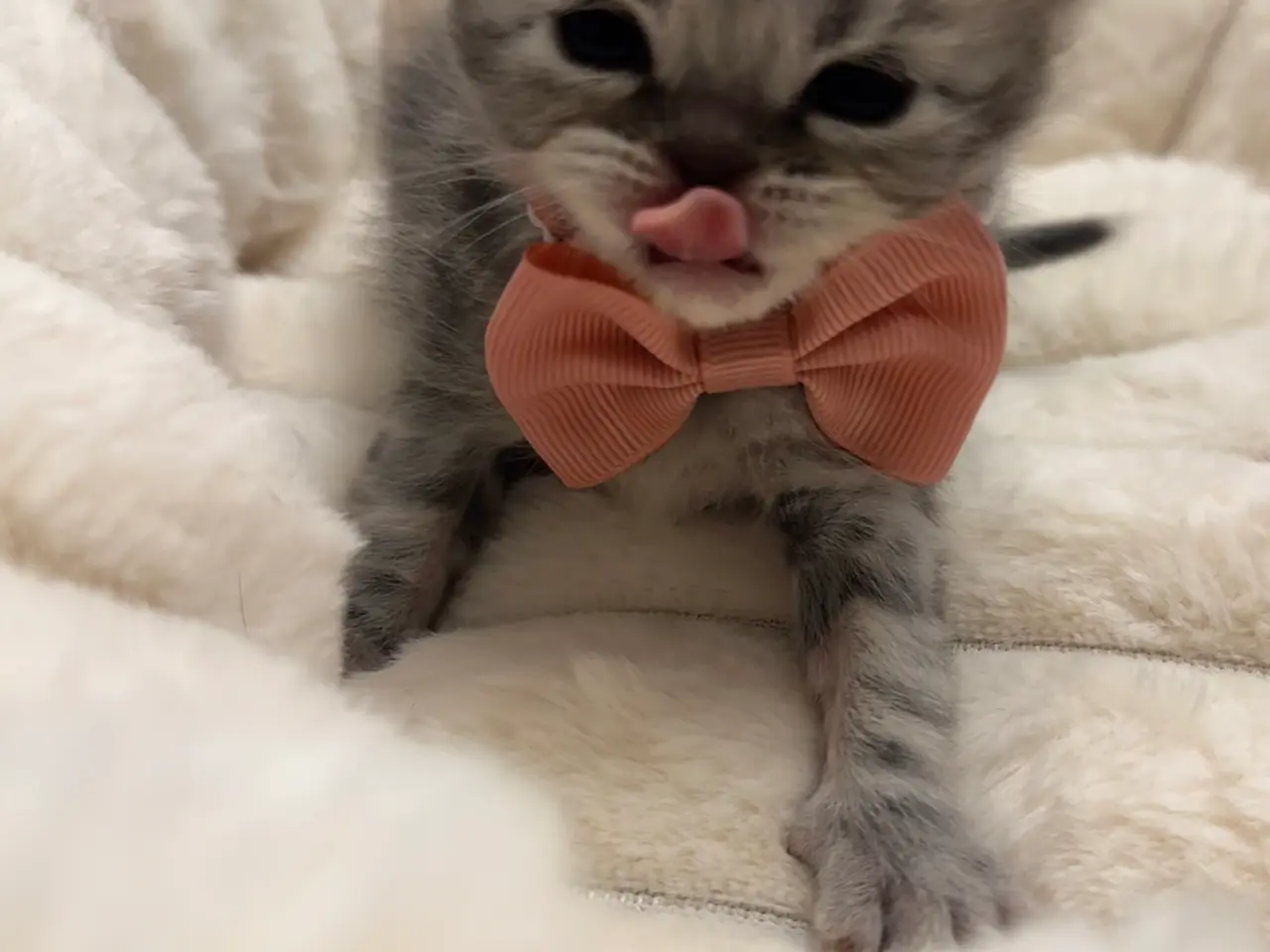 Billede 11 - Unikkeste British Shorthair Killinger til Salg