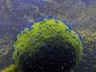 High Grade Blue Dream Neocaridina
