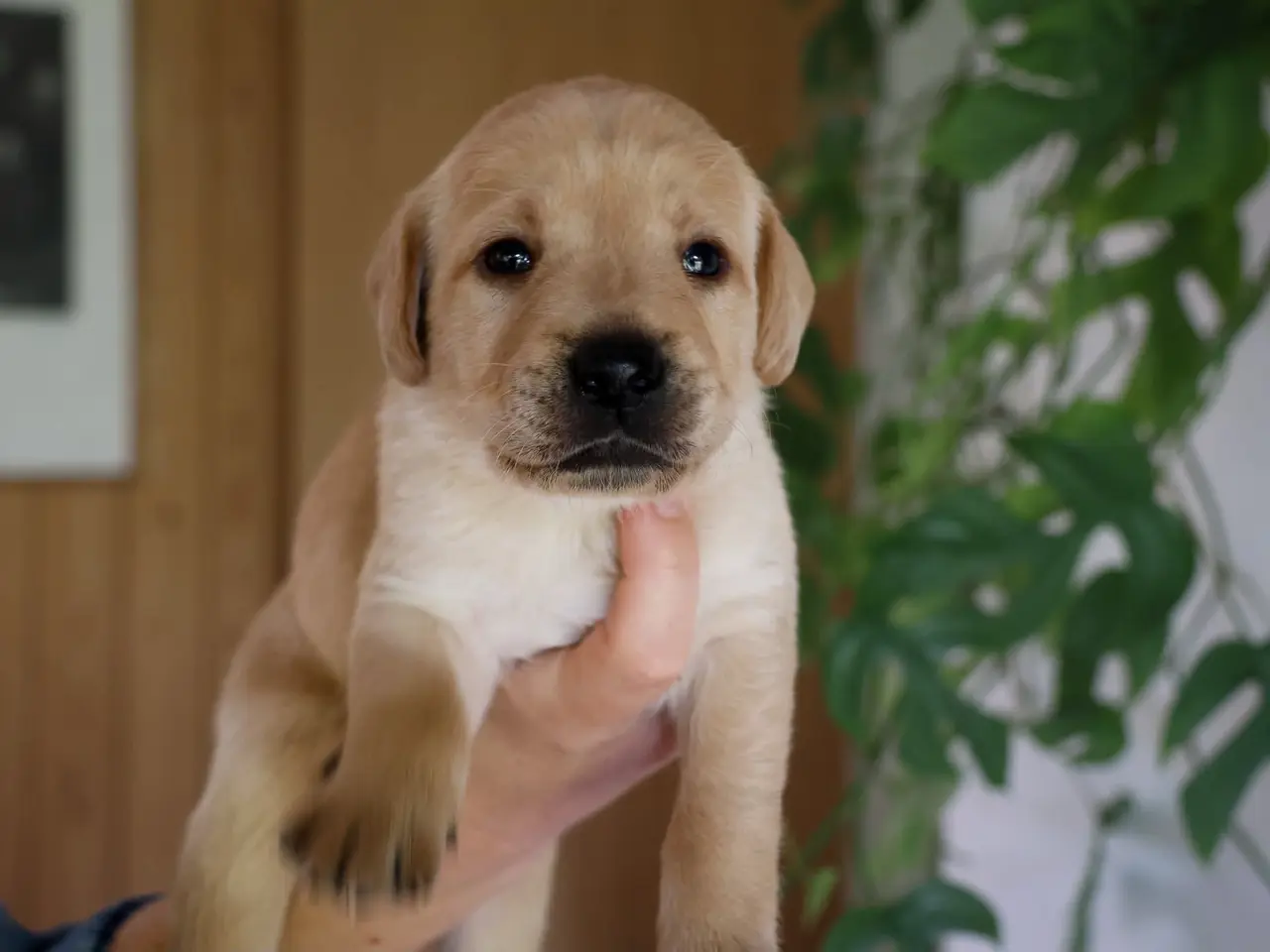 Billede 11 - LABRADOR HVALPE SØGER GODE HJEM