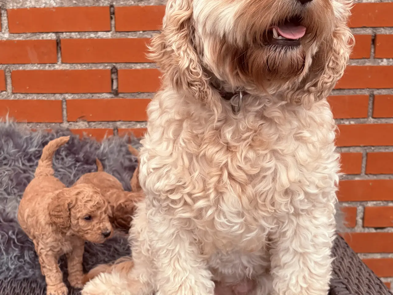 Billede 13 - 3 smukke Cavapoo drenge
