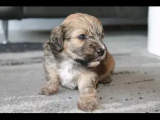Shih-poo søger deres næste hjem ❤️ - 4