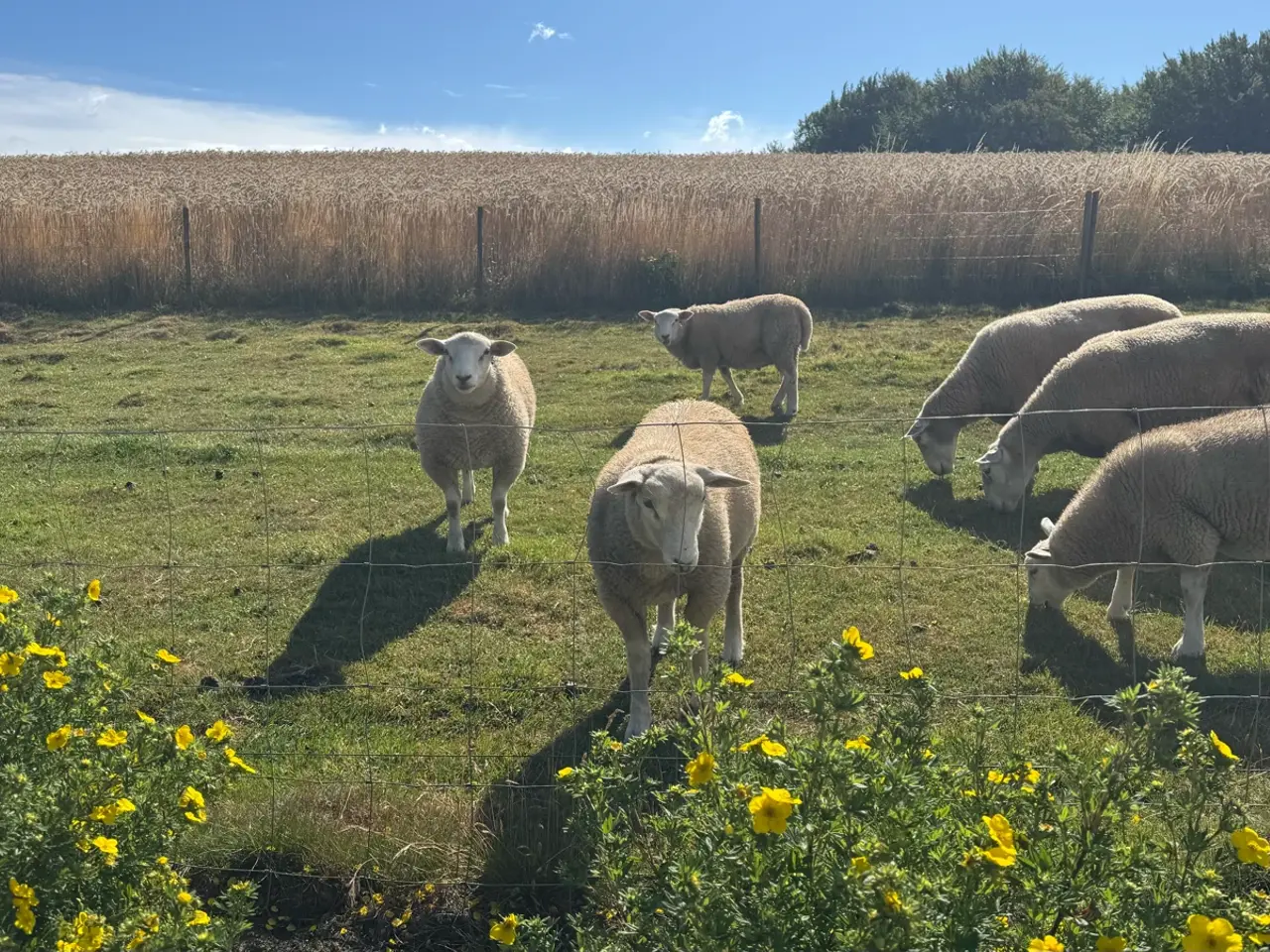 Billede 3 - Fårebesætning texel sælges