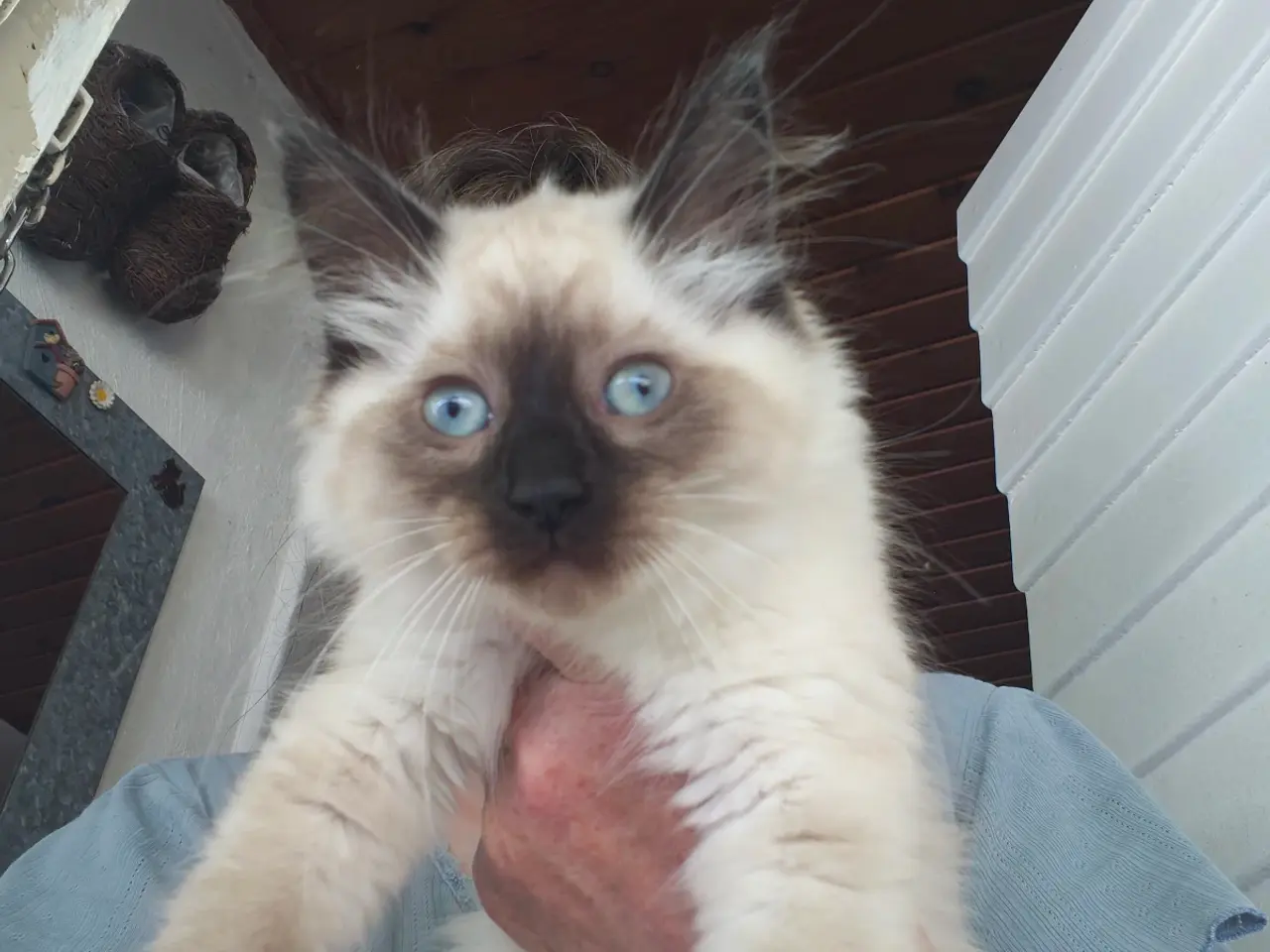 Billede 3 - Ragdoll  far- Ragdoll-Skovkat mor.