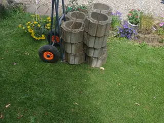 Plante sten