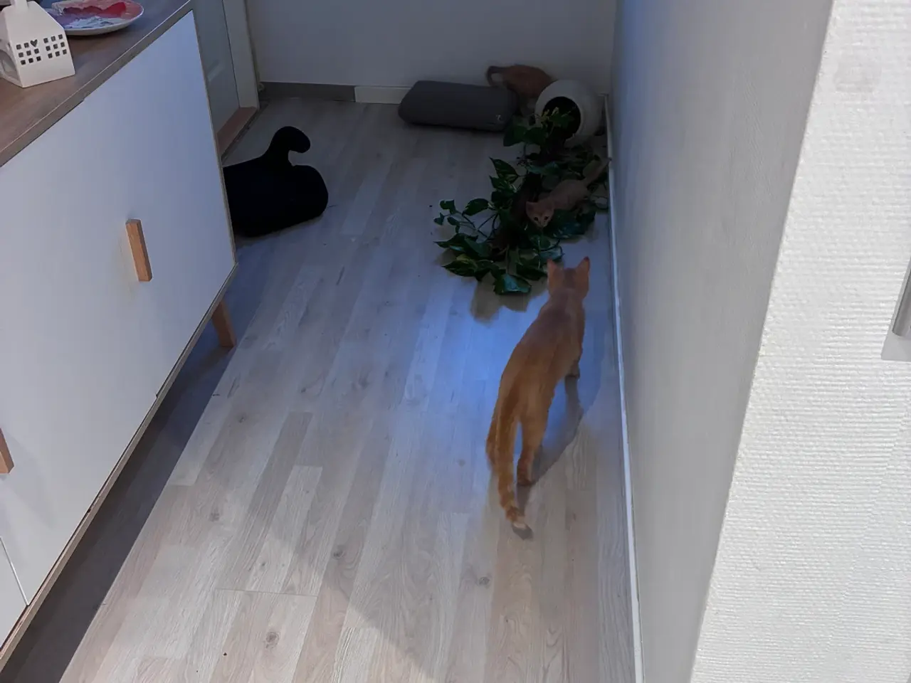Billede 2 - Røde Killinger