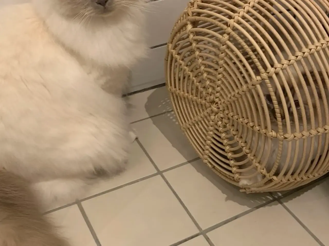Billede 6 - To Hellig Birma katte