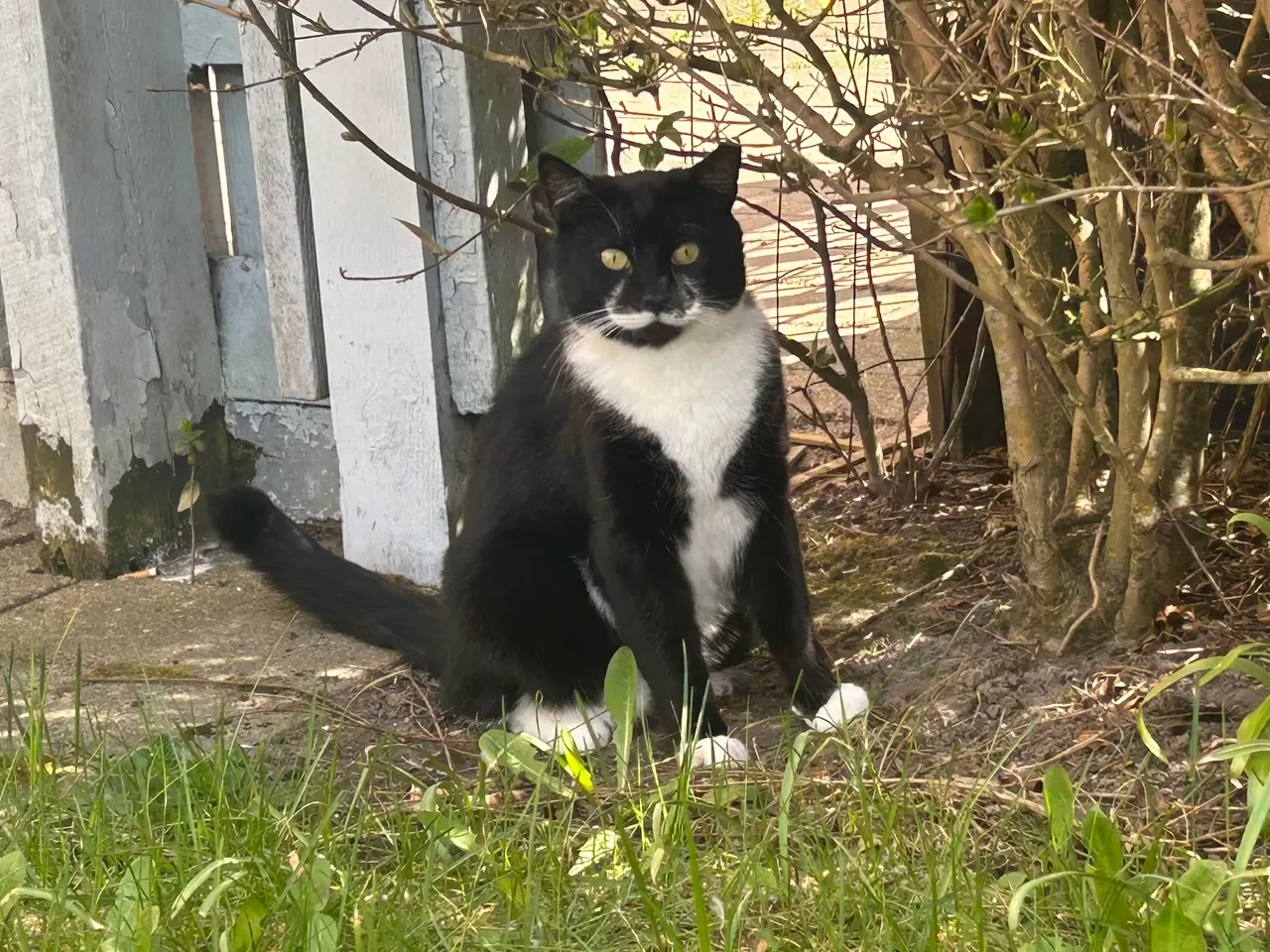Billede 8 - Søde katte 