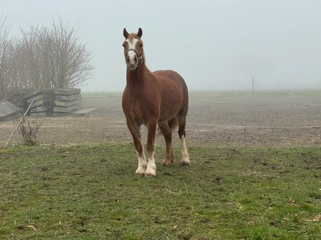 Billede 9 - Welsh cob vallak 