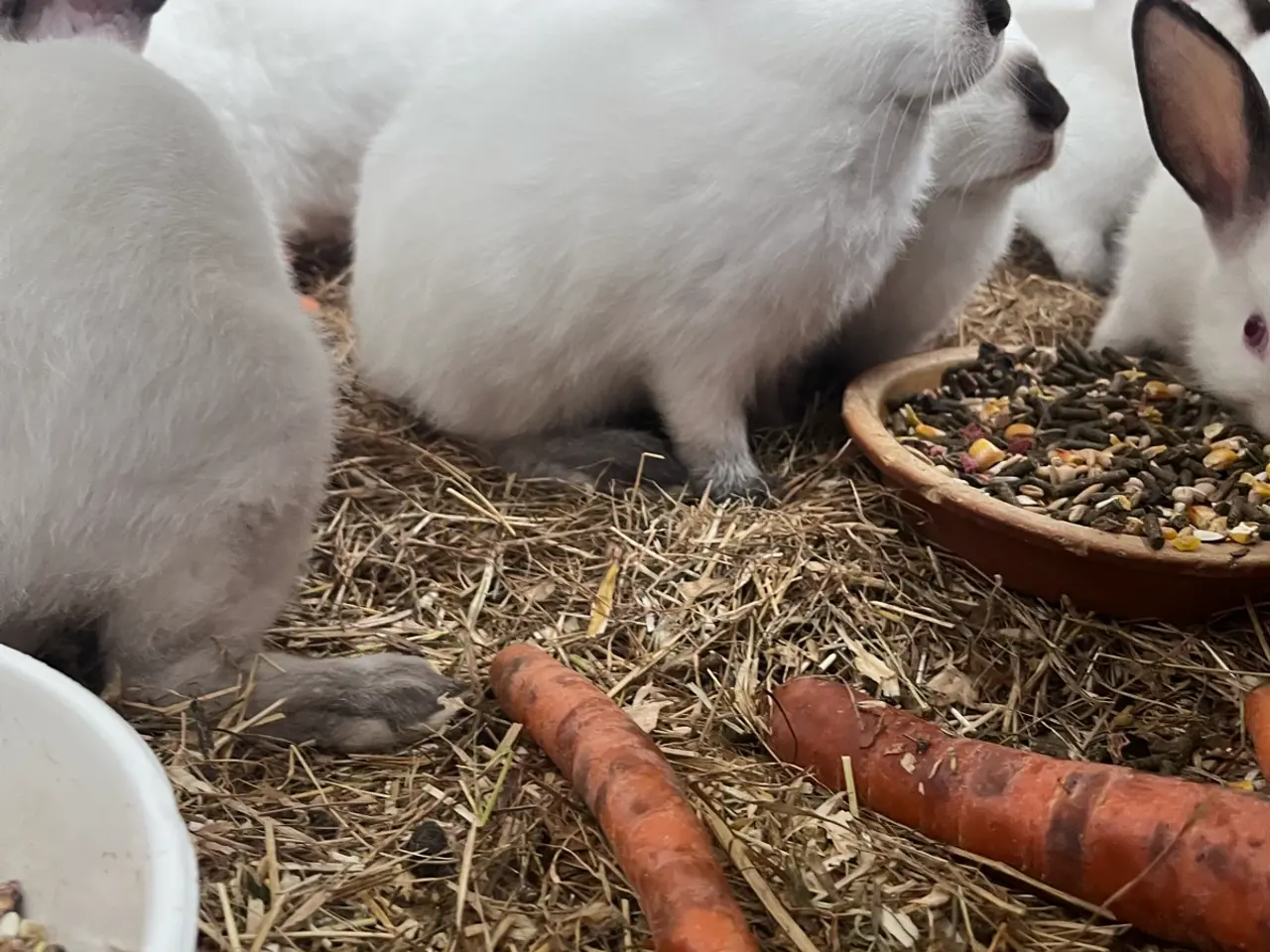 Billede 3 - Kaninunger sælges 