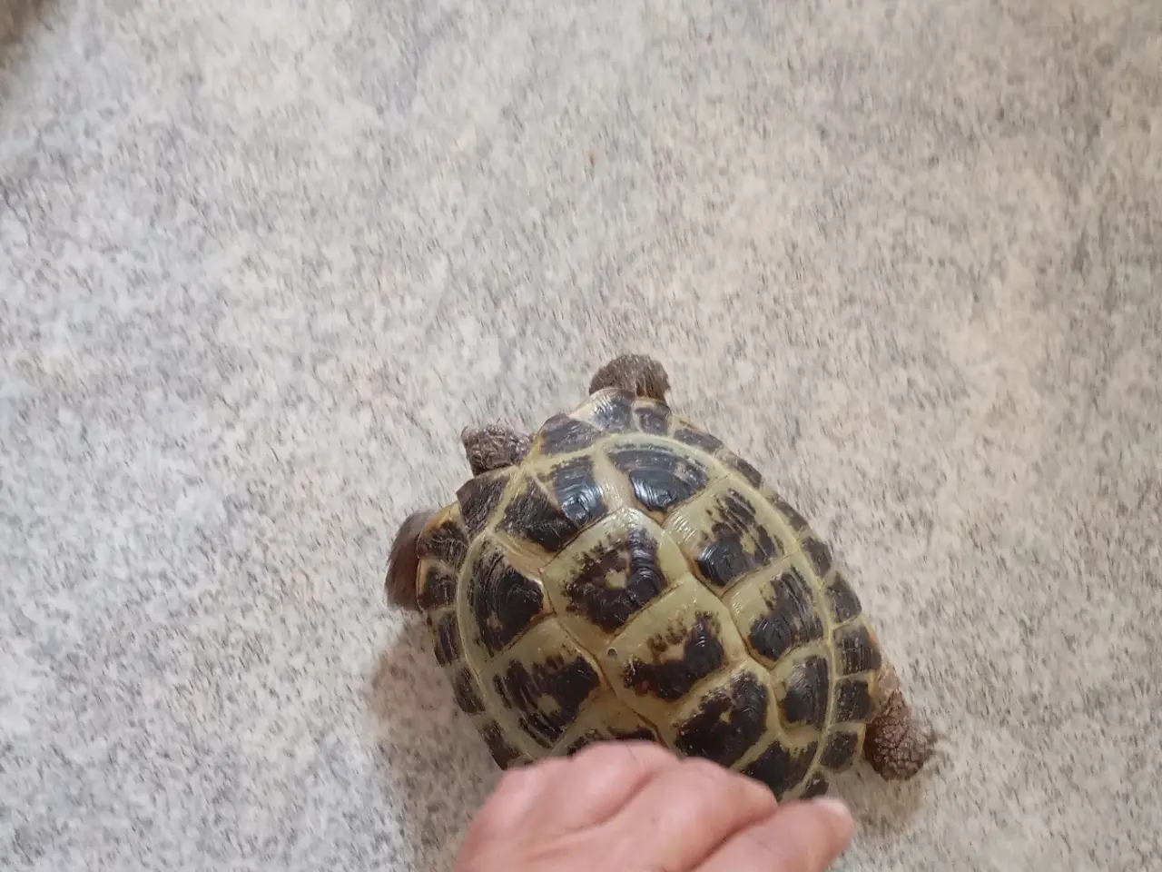 Billede 5 - 2 Russiske landskildpadder