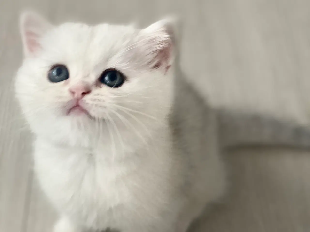 Billede 3 - 2 dejlige British Shorthair hankillinger