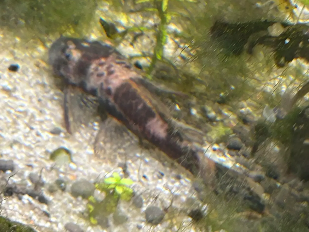 Billede 1 - 🐟 LDA16 Ancistrus maller – sunde og aktive