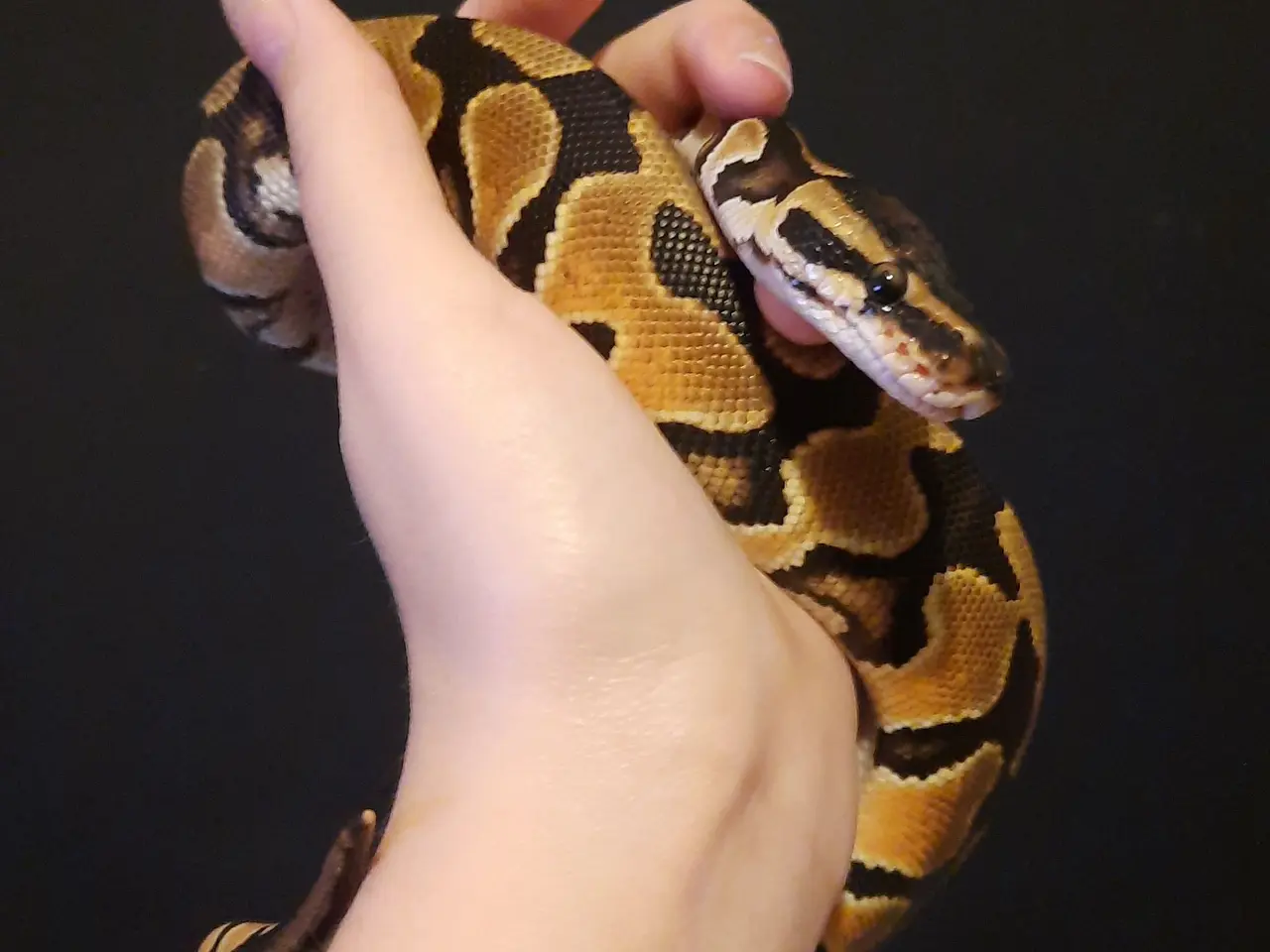 Billede 8 - Kongepython