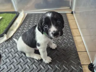 F.T Engelsk Springer Spaniel hvalpe