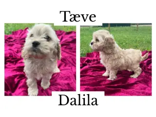 Skønne cockapoo hvalpe - 3