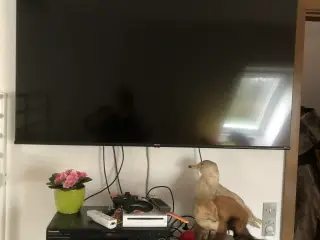 TV 55 tommer fladskærm