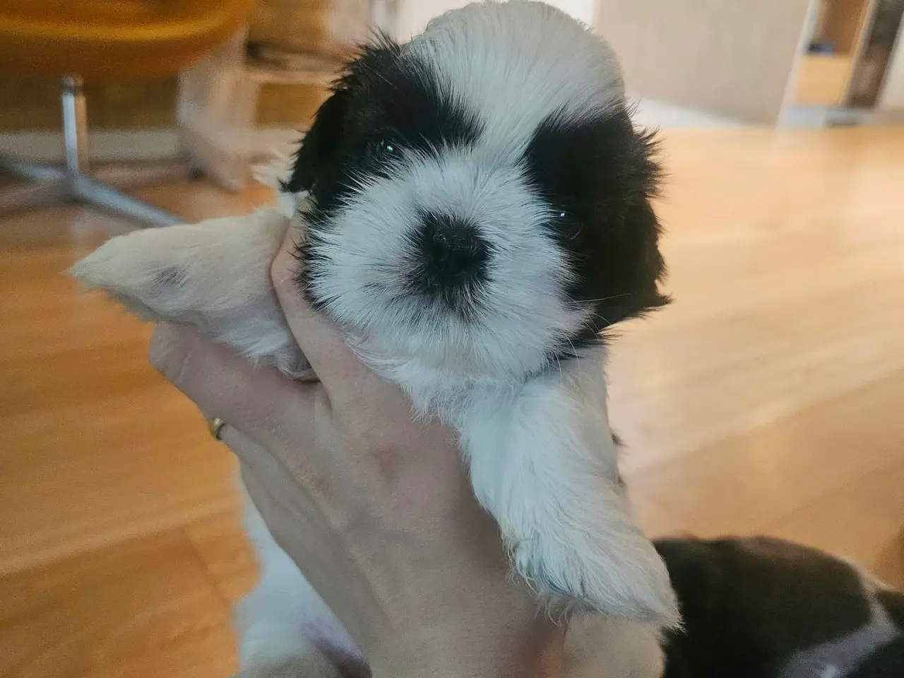 Billede 1 - De skønneste Shih Tzu hvalpe sælges.