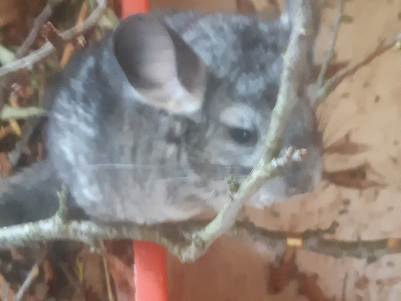 Billede 1 - Chinchilla