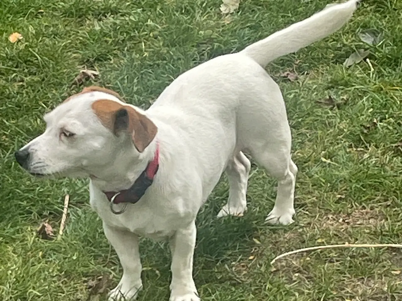 Billede 2 - Jack Russell tæve på 8 år søger nyt hjem 