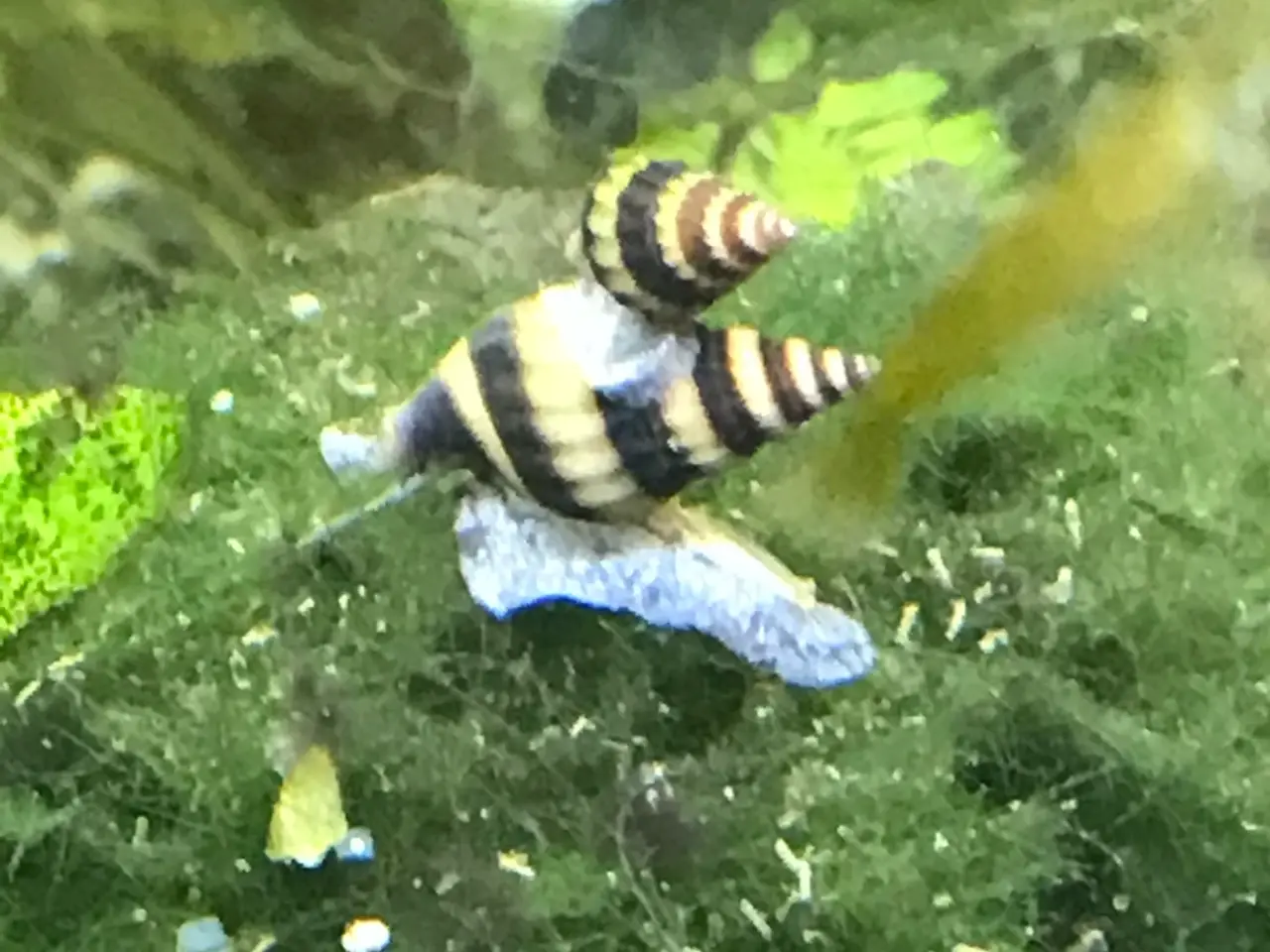 Billede 1 - 🐌 Helena snegle – mod uønskede snegle 5 stk 30 kr