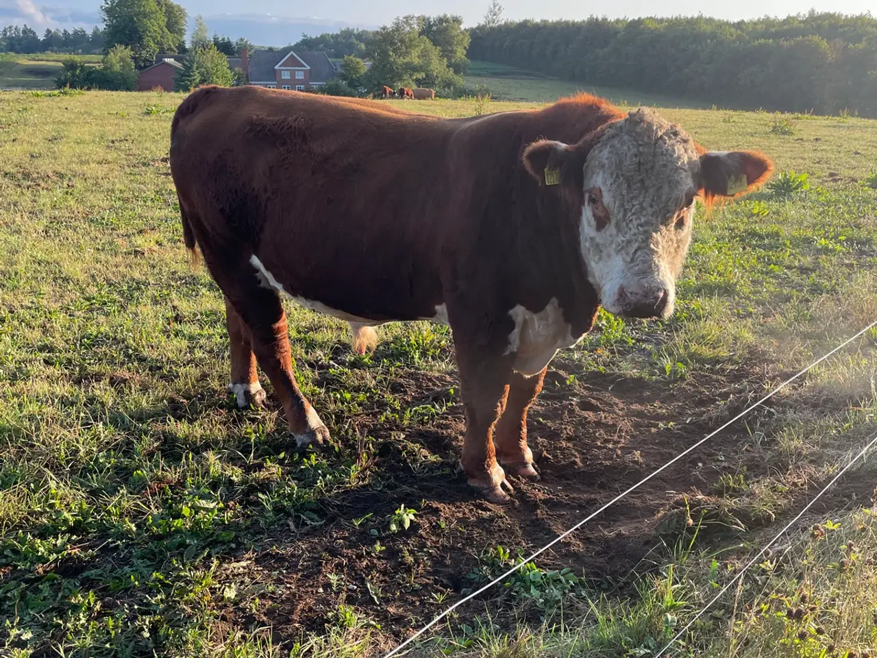Billede 1 - Avlstyr Hereford