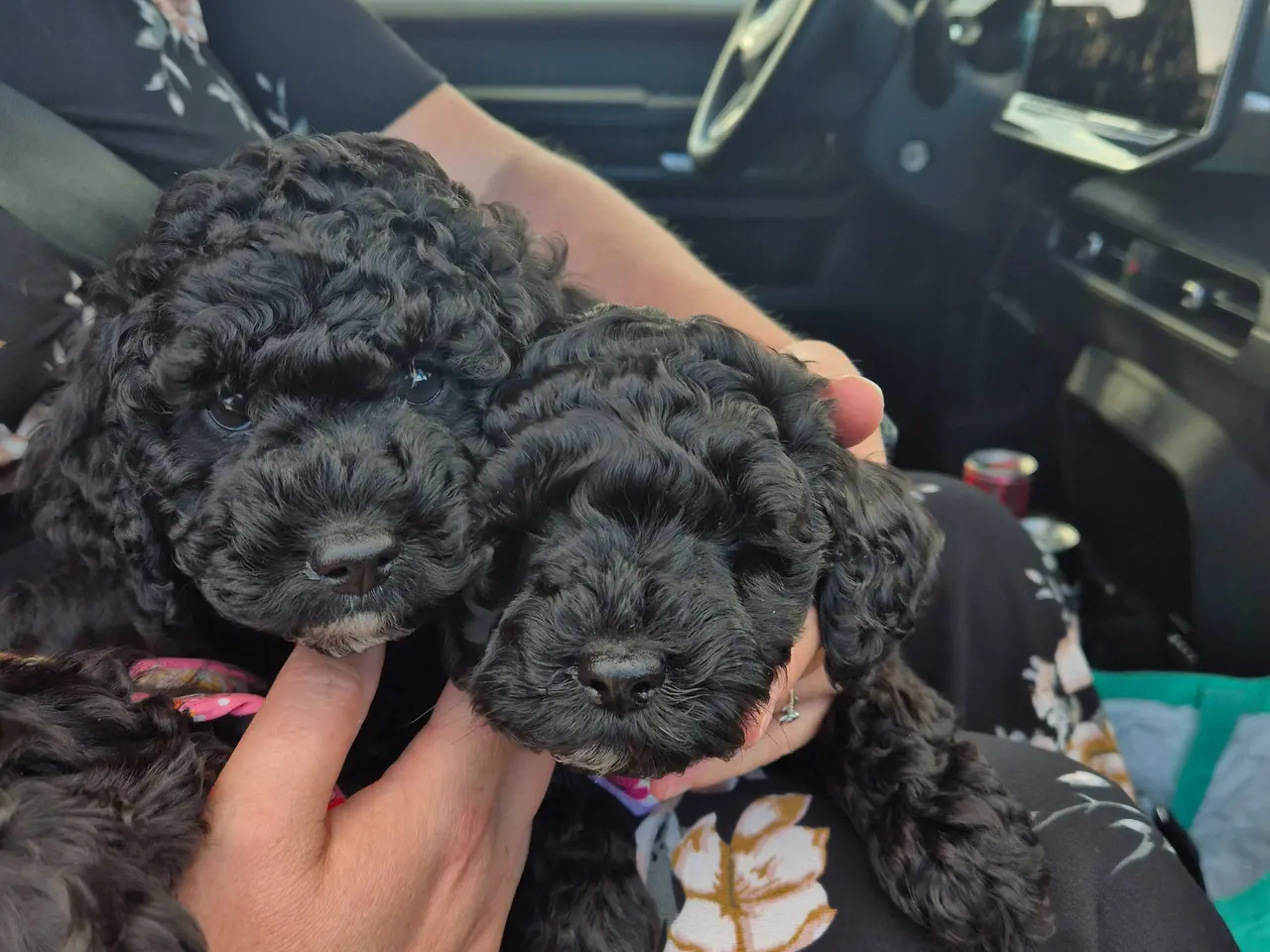 Billede 3 - Lækker cockapoo hvalp
