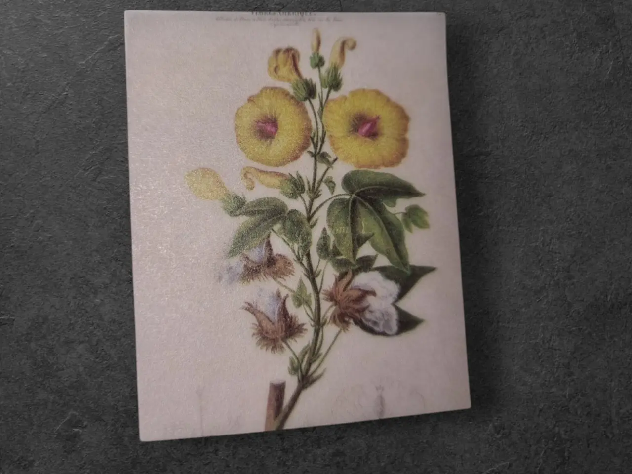 Billede 1 - Botanisk mini-tryk: Bomuldsplante i flor