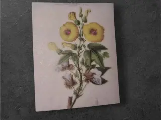 Botanisk mini-tryk: Bomuldsplante i flor