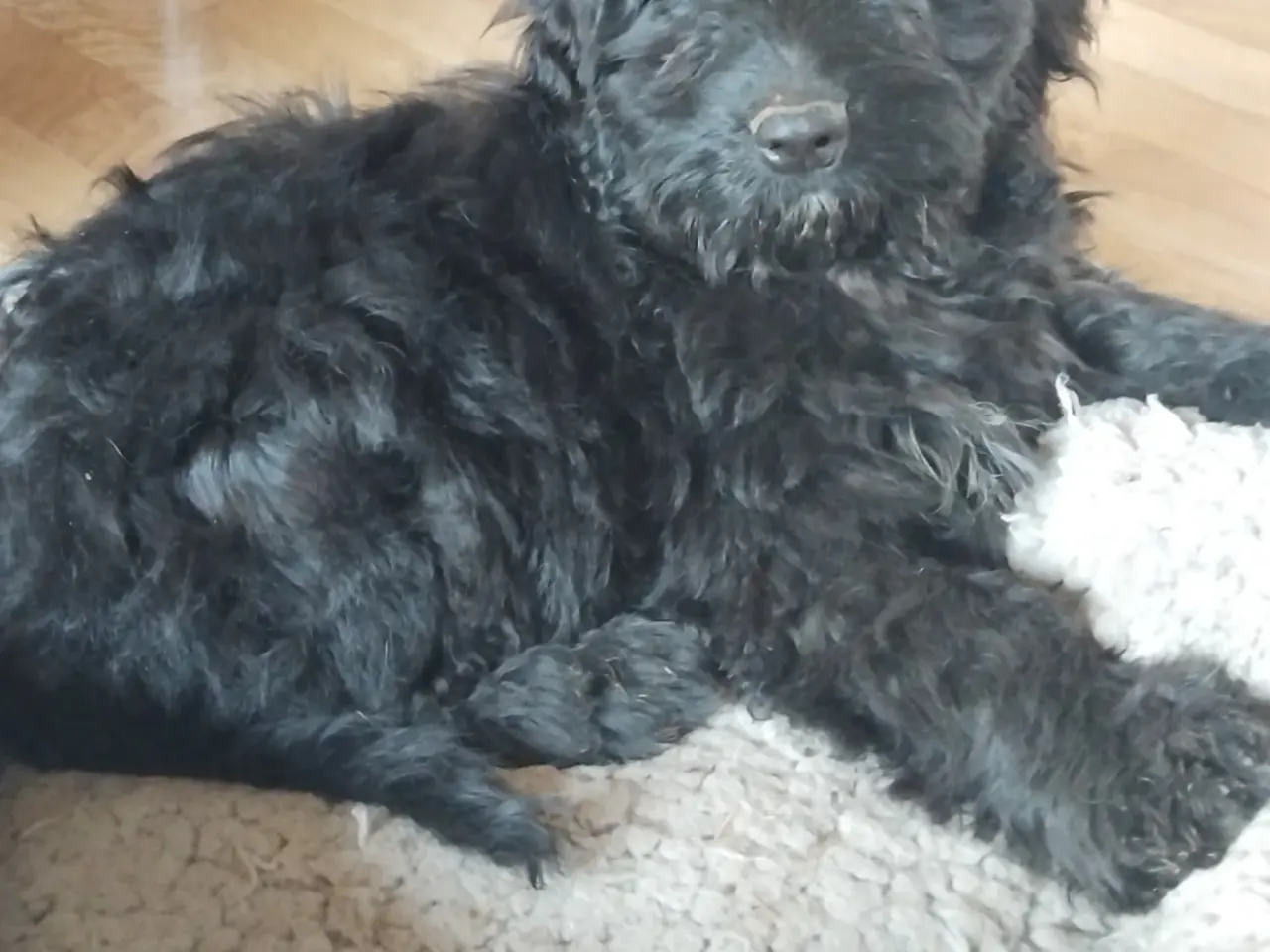 Billede 3 - Sødeste Cockapoo