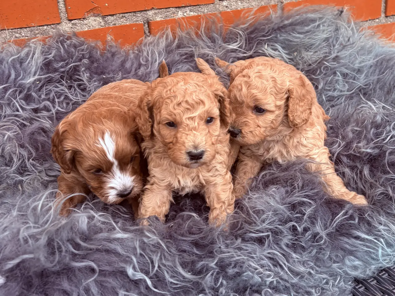 Billede 10 - 3 smukke Cavapoo drenge