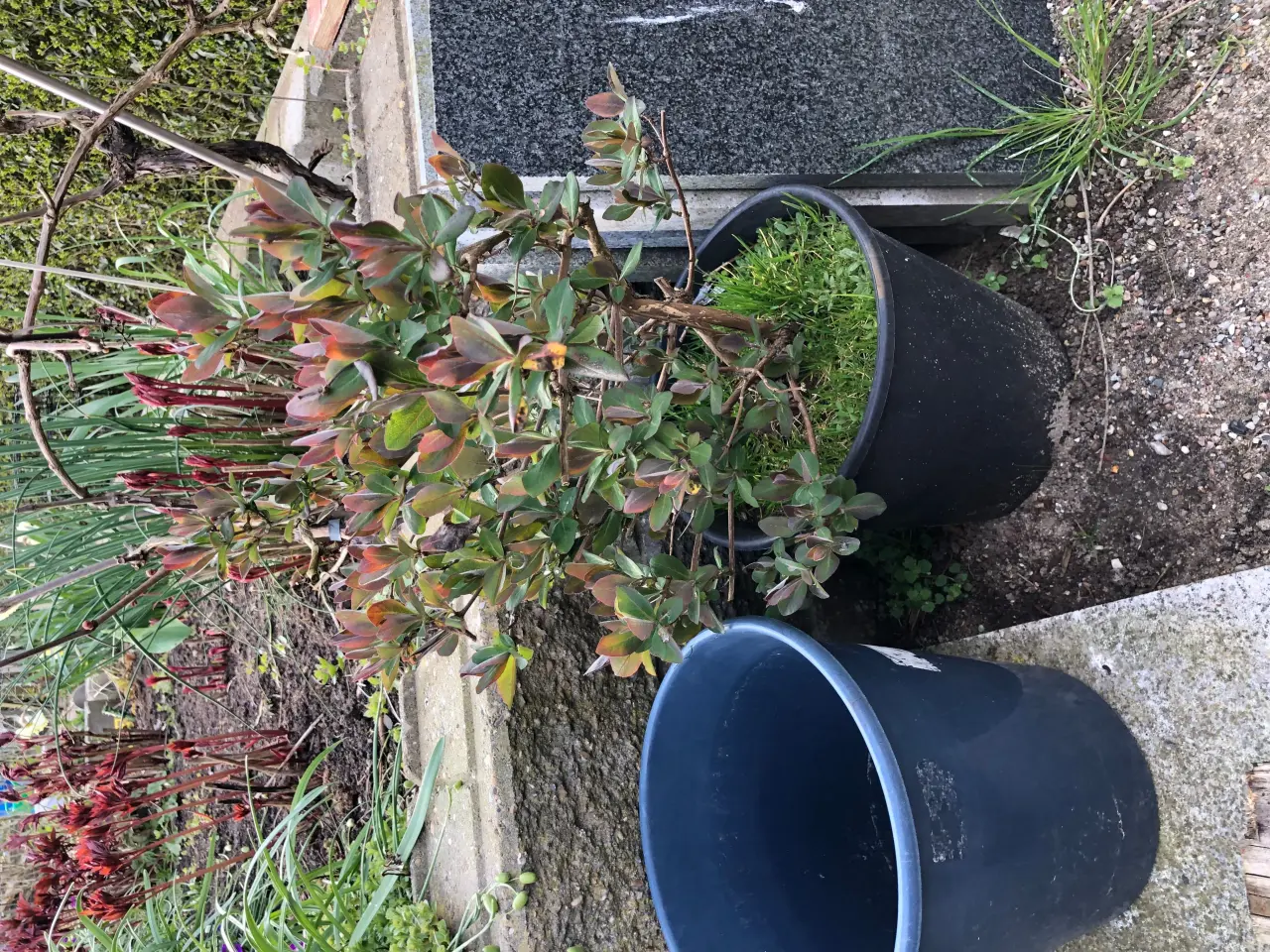 Billede 3 - Kaprifolie gule og røde blomster