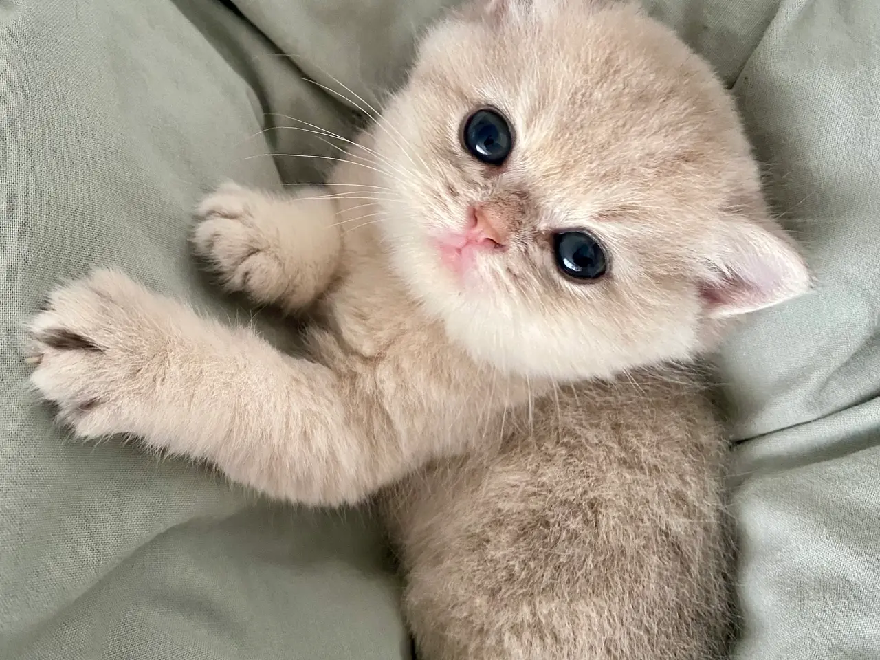 Billede 2 - 2 dejlige British Shorthair hankillinger