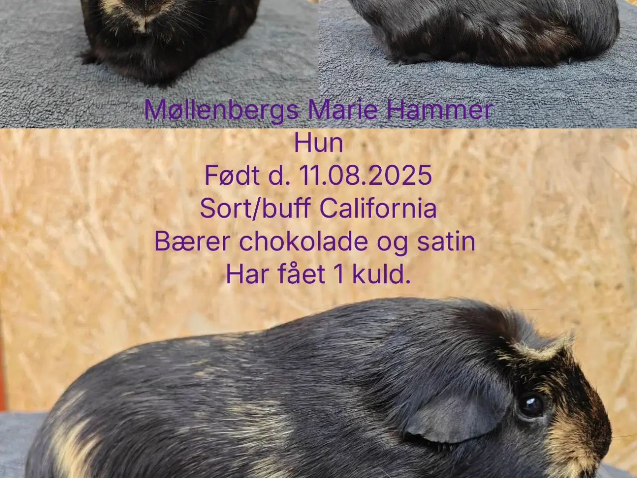 Billede 1 - Marsvin fra Møllenbergs Opdræt