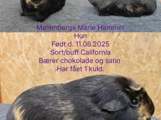 Marsvin fra Møllenbergs Opdræt