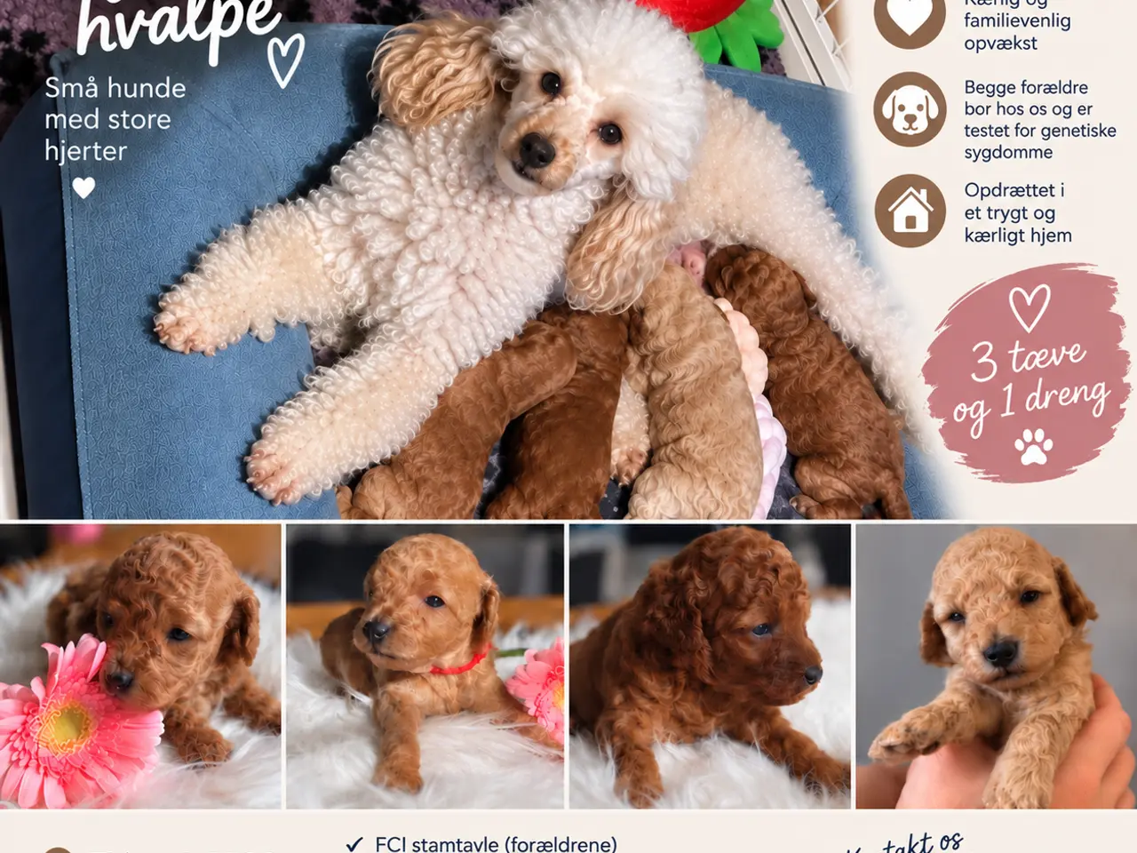 Billede 1 - Toy puddel hvalpe 