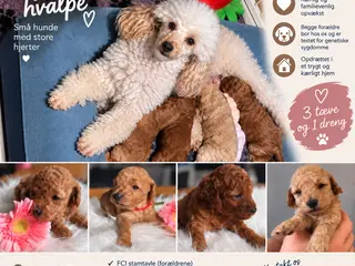 Toy puddel hvalpe