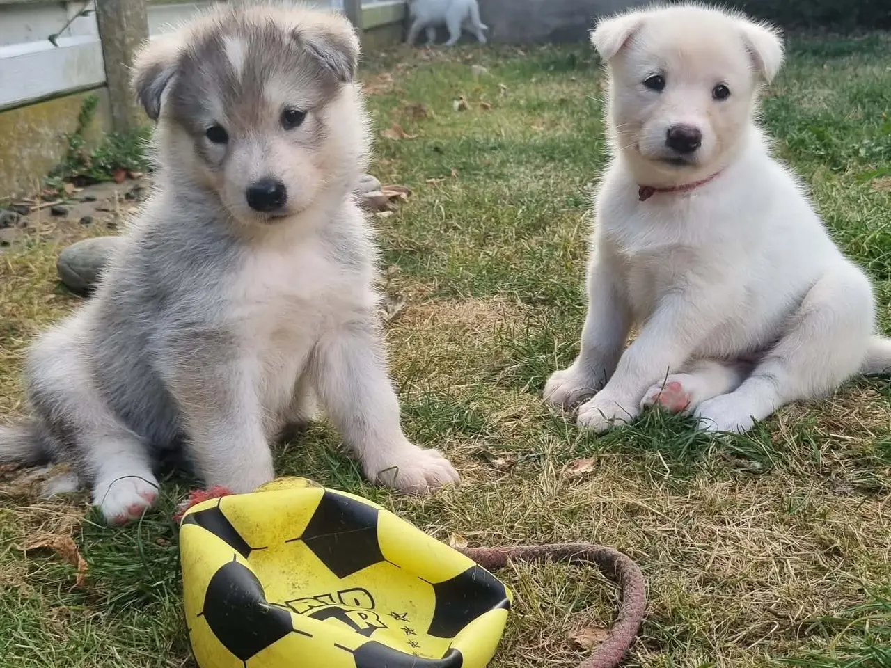 Billede 18 - Siberian husky og samojede hvalpe sælges