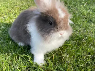 Minilop/lionlop pige