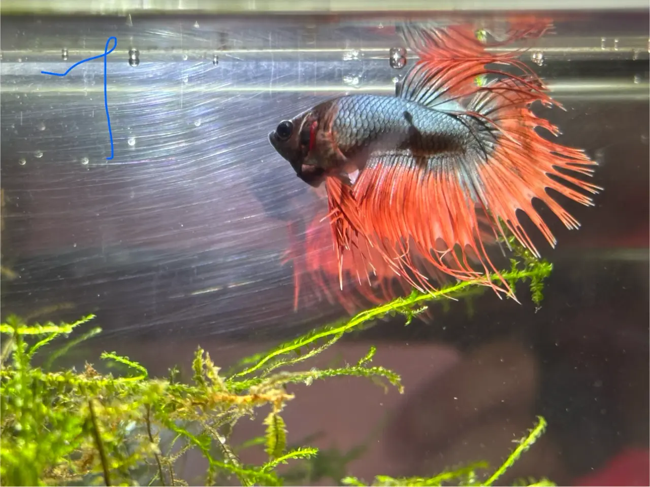 Billede 1 - Chownntail fisk