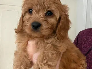 Cavapoo hvalpe F1